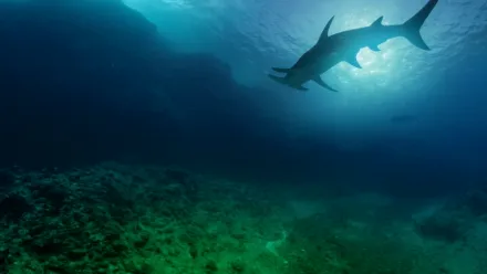 Καρχαρίες των Ηφαιστείων