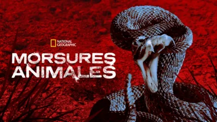 thumbnail - Morsures animales