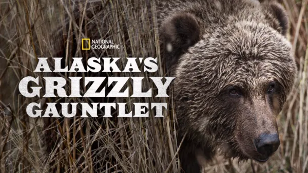 thumbnail - Alaska's Grizzly Gauntlet