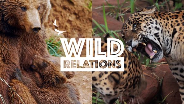 Wild Relations on Disney+ ES