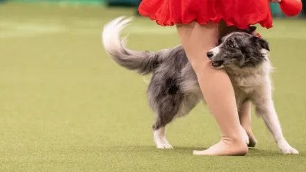 The Secret Life of Dancing Dogs