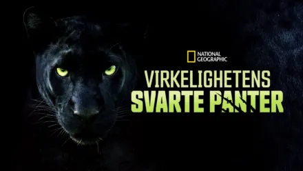 thumbnail - Virkelighetens svarte panter