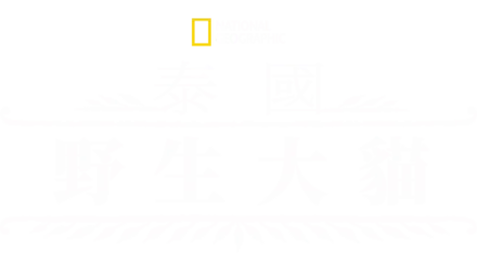 泰國野生大貓