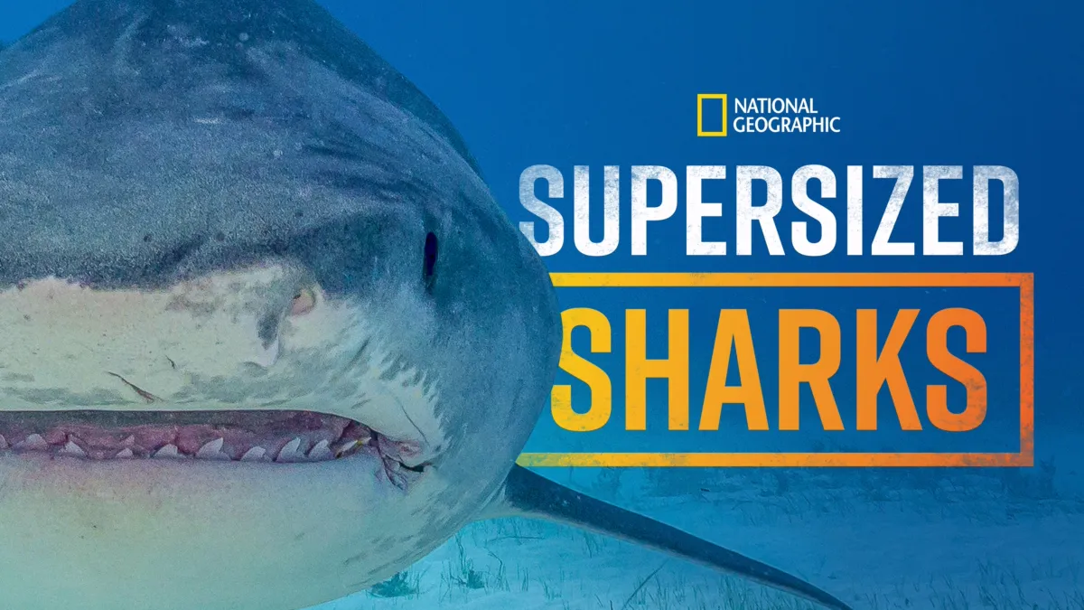 Watch Supersized Sharks | Disney+