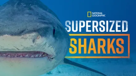 thumbnail - Supersized Sharks