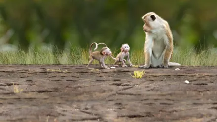 Disneynature: El reino de los monos