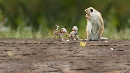 Disneynature Monkey Kingdom