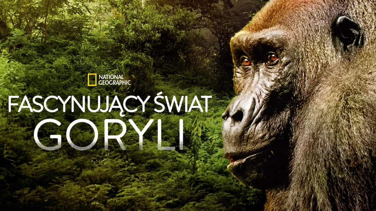 Jestem Małpa I Mam Stado Goryli Oglądaj Fascynujący świat goryli | Disney+