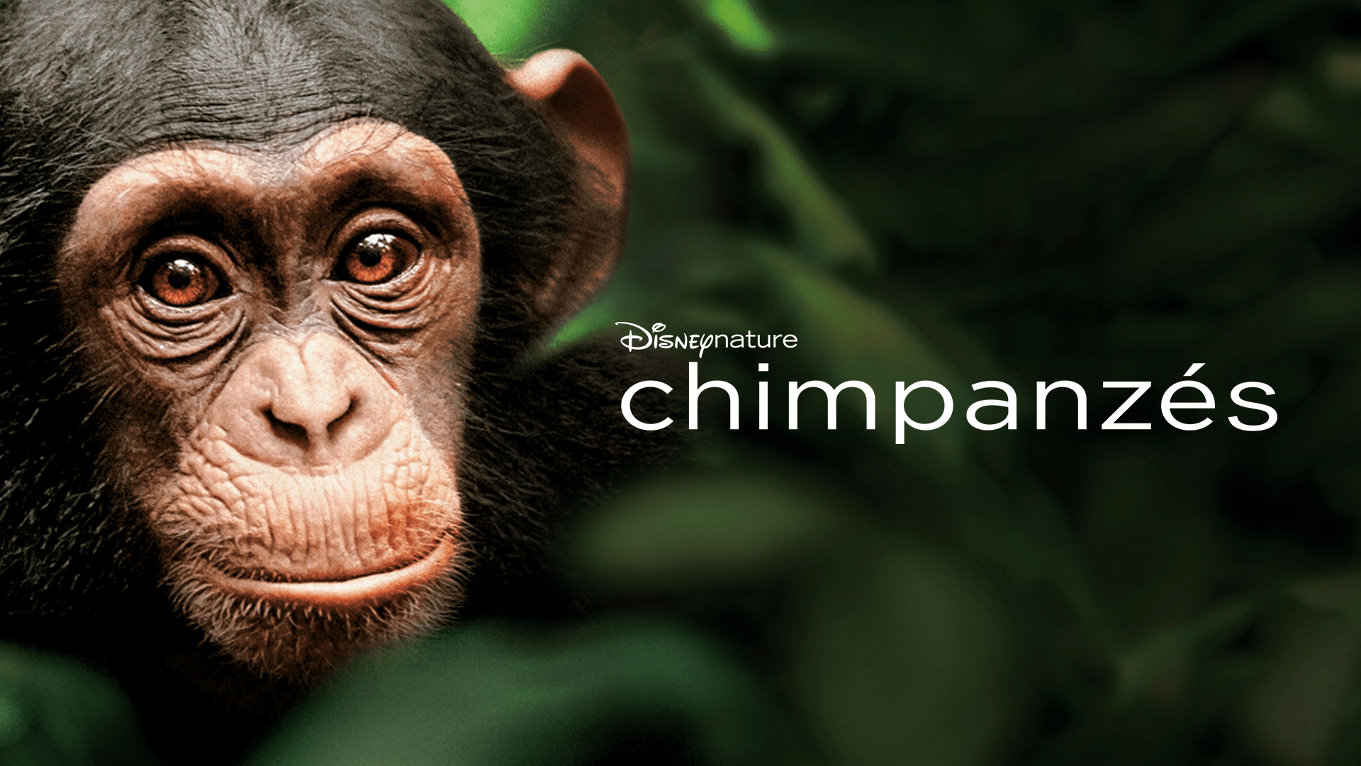 Regardez Disneynature : Chimpanzés | Film Complet | Disney+