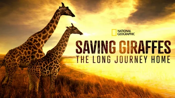 thumbnail - Saving Giraffes: The Long Journey Home