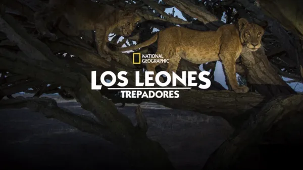 thumbnail - Los leones trepadores