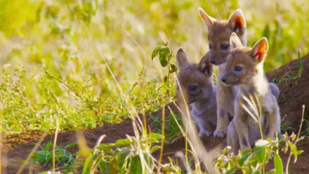 アフリカの大地に生まれて