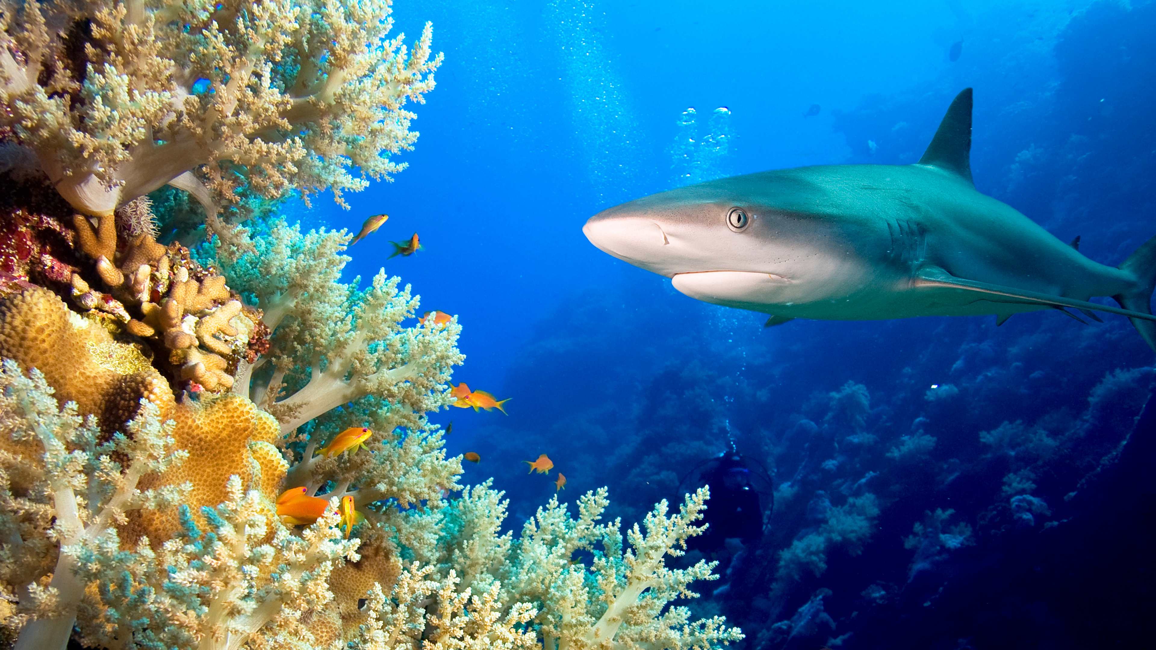 Žraloci v bahamské mořské oblasti Shark Eden