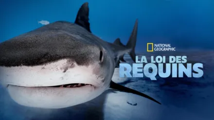 thumbnail - La loi des requins