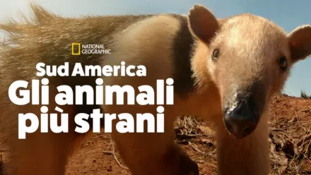 thumbnail - Sud America: Gli animali più strani