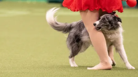 The Secret Life of Dancing Dogs