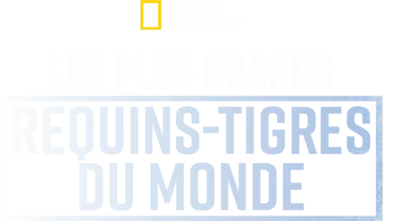 Les plus grands requins-tigres du monde