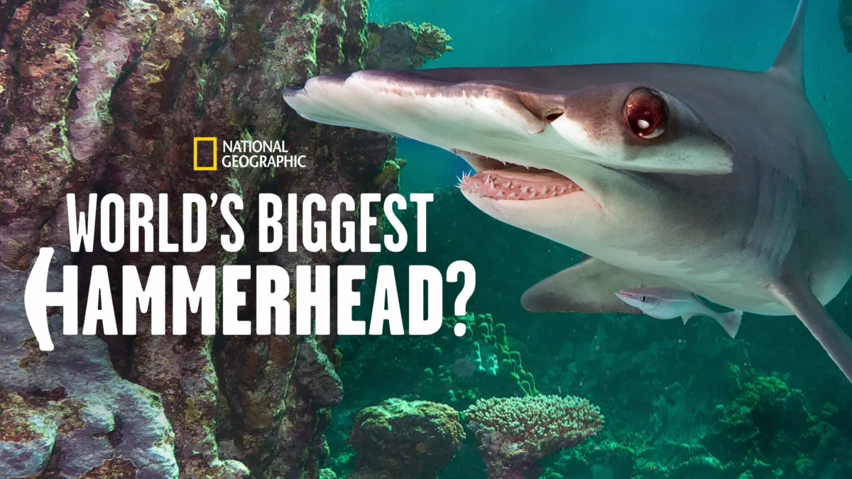 Watch World's Biggest Hammerhead? | Disney+