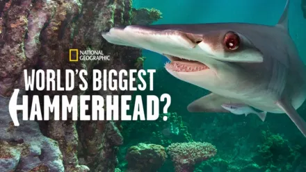 thumbnail - Der größte Hammerhai der Welt?