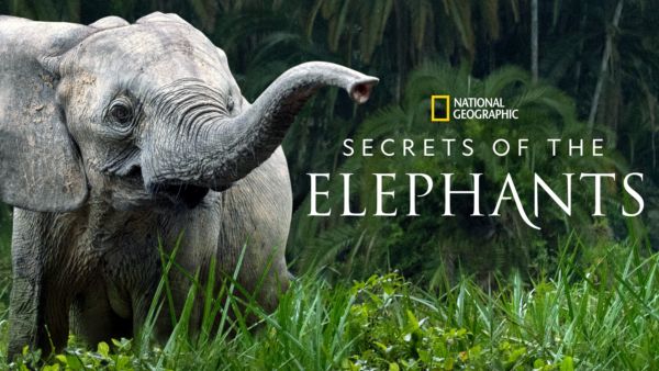 Secrets of the Elephants on Disney+ in Canada