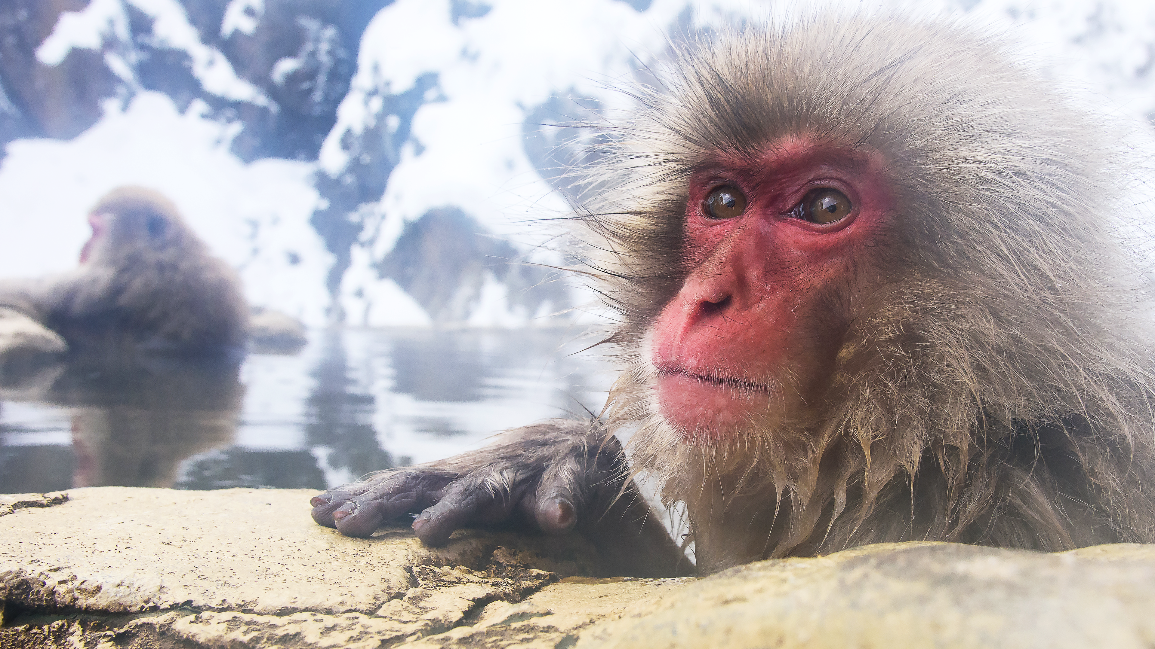 Divoké Japonsko: makaci červenolící
