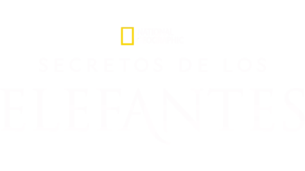 Secretos de los elefantes