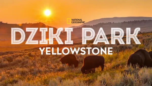 thumbnail - Dziki park Yellowstone