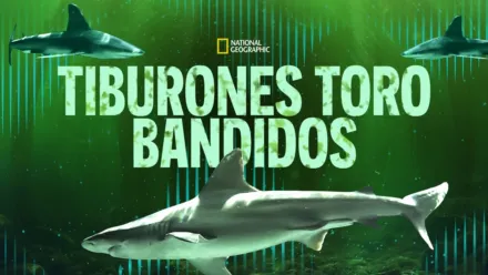 thumbnail - Tiburones toro bandidos