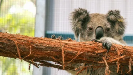 Secrets Of The Zoo: Down Under