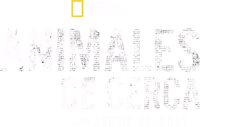 Animales de cerca con Bertie Gregory