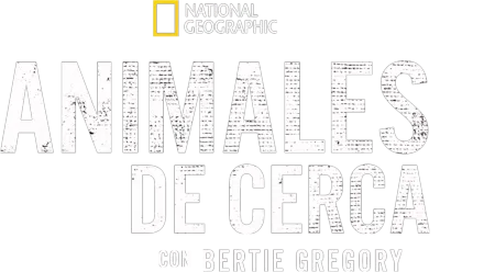 Animales de cerca con Bertie Gregory