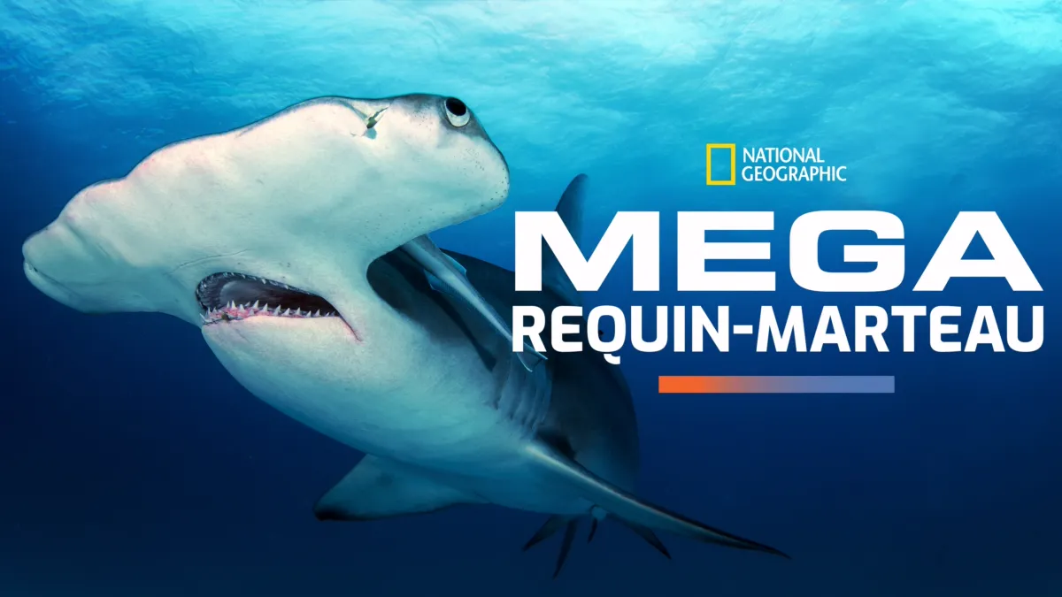 Semaine Du Requin Sharkzilla Requins Guide De L'Interaction De