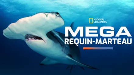 thumbnail - Mega requin-marteau