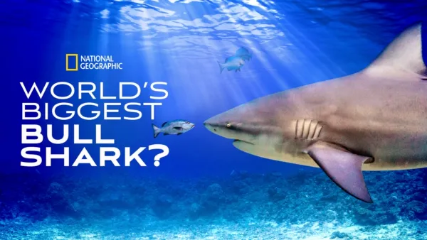 thumbnail - World's Biggest Bullshark