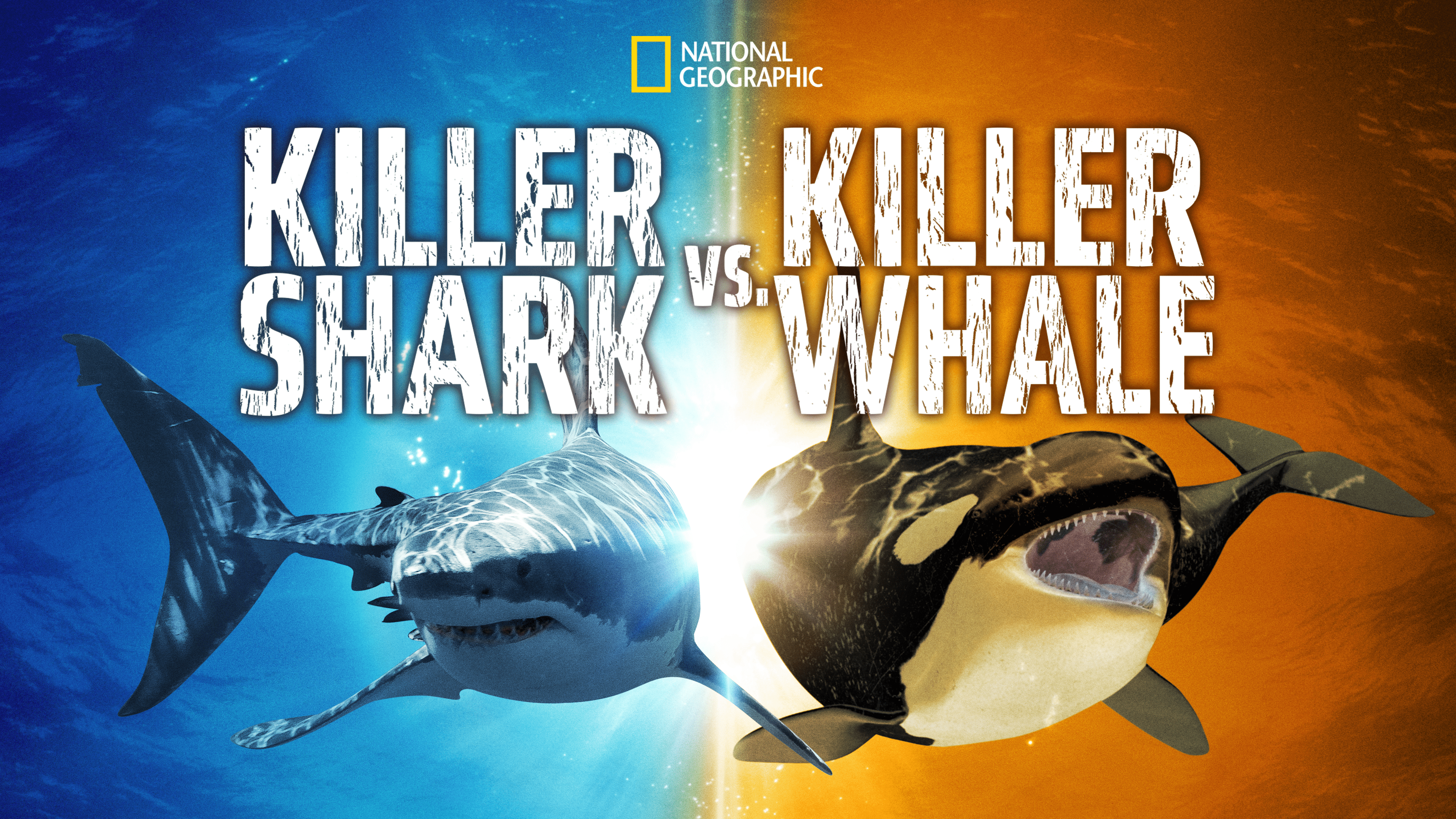 Killer Whale Vs Great White Shark