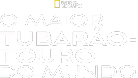 O Maior Tubarão-Touro do Mundo