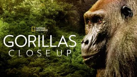 thumbnail - Gorillas Close Up