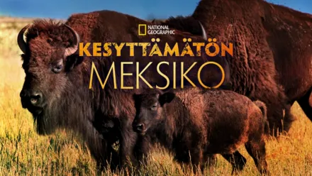 thumbnail - Kesyttämätön Meksiko