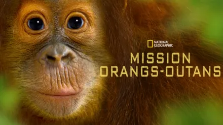 thumbnail - Mission orangs-outans