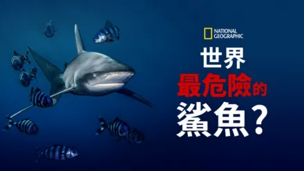 thumbnail - 世界最危險的鯊魚？