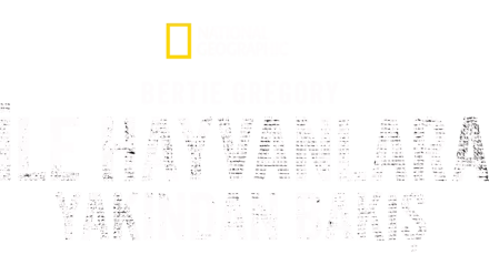 Bertie Gregory ile Hayvanlara Yakından Bakış