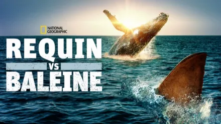 thumbnail - Requin vs Baleine