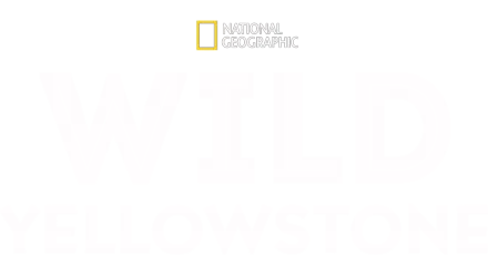 Wild Yellowstone