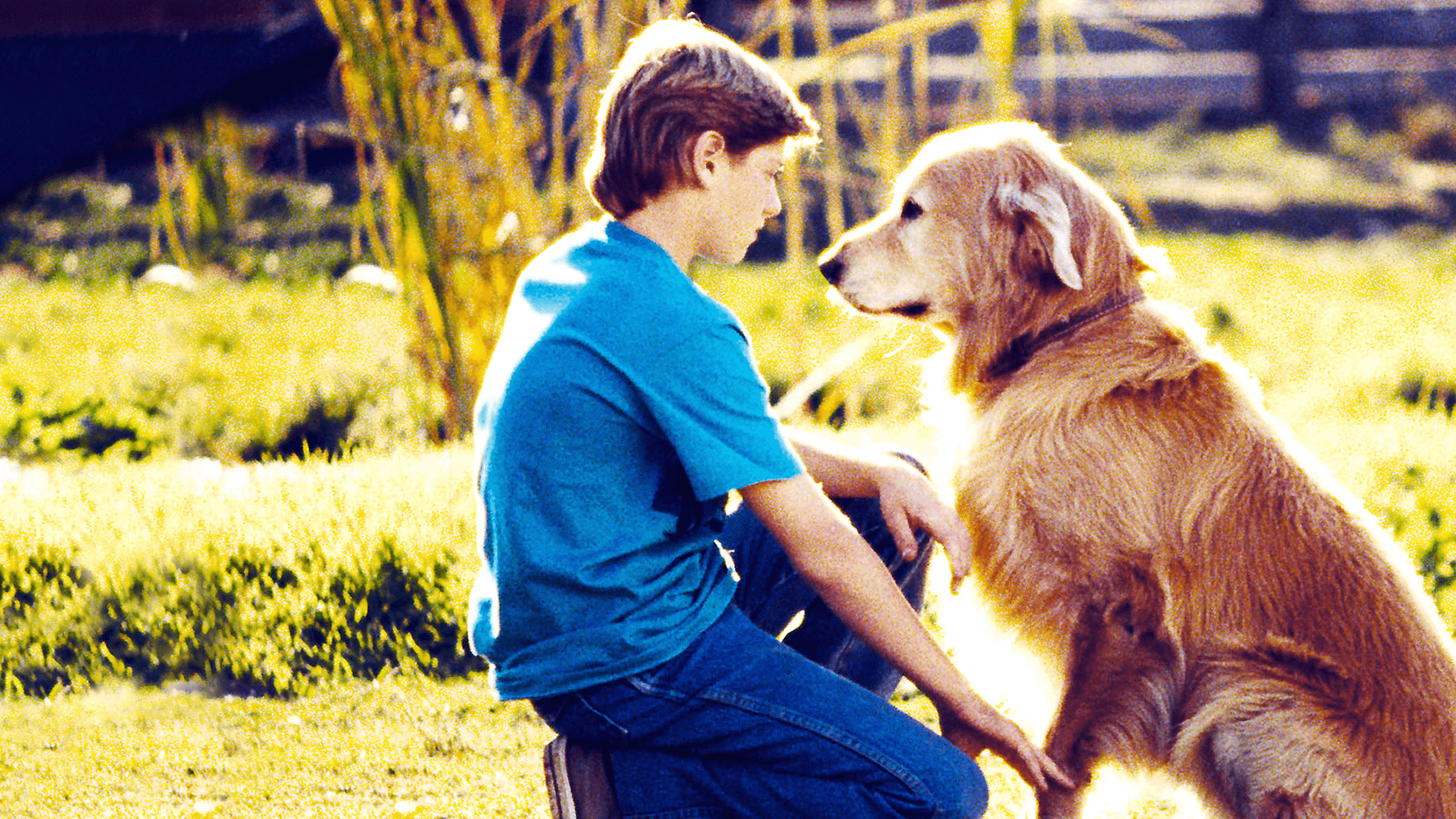 Watch Homeward Bound: The Incredible Journey | Disney+