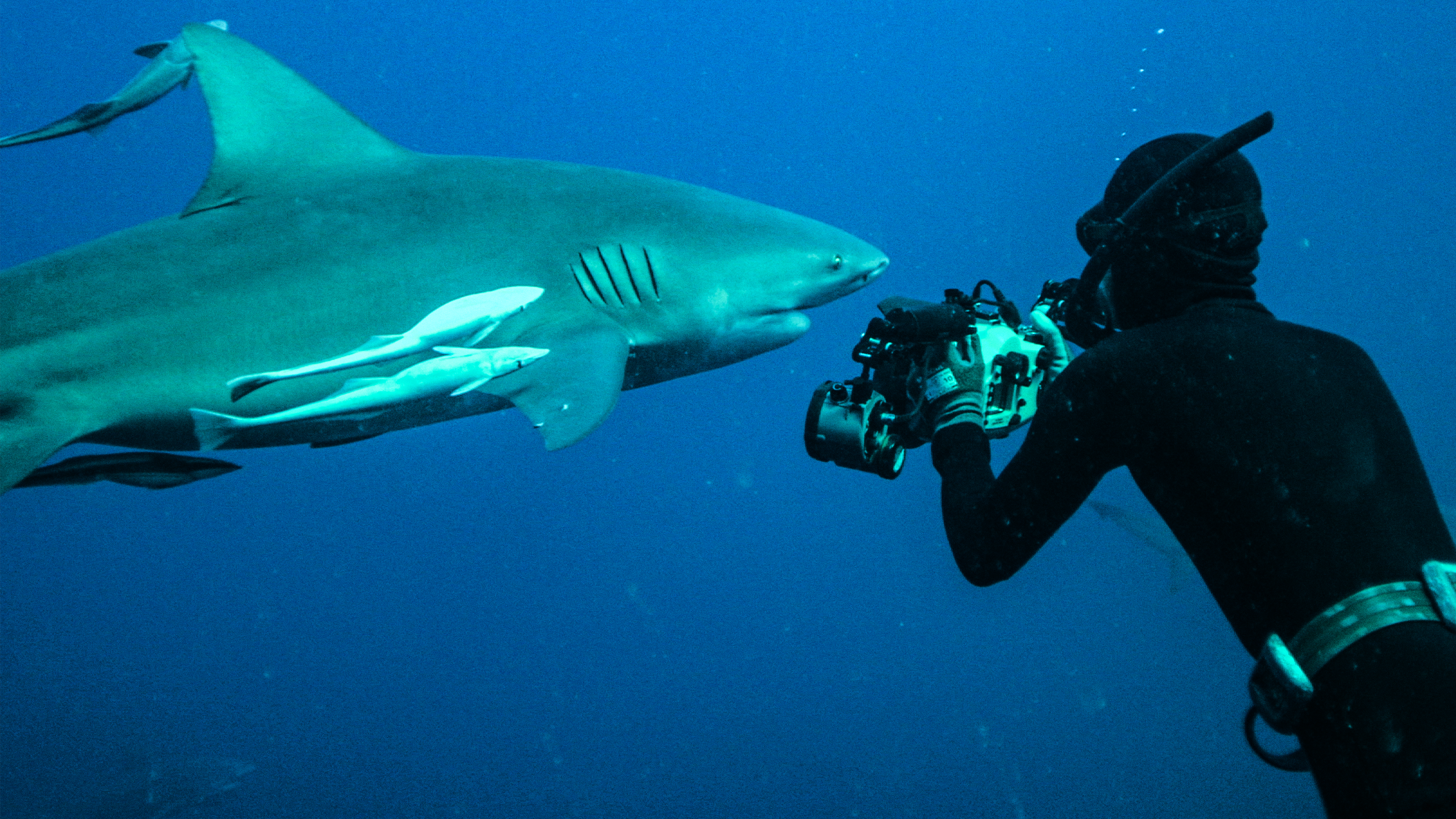 Tajemství žraloků bělavých