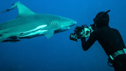 公牛鲨的入侵