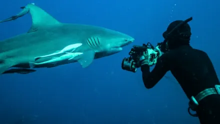 Tiburones gigantes