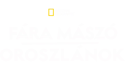 Fára mászó oroszlánok