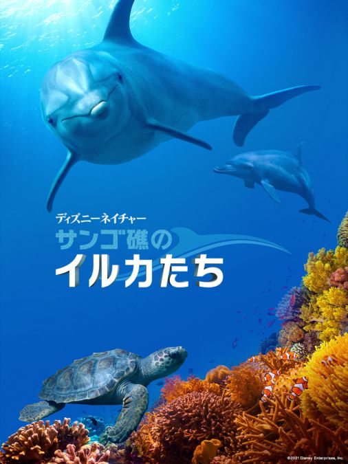 ディズニーネイチャー サンゴ礁のイルカたちを視聴 全編 Disney ディズニープラス