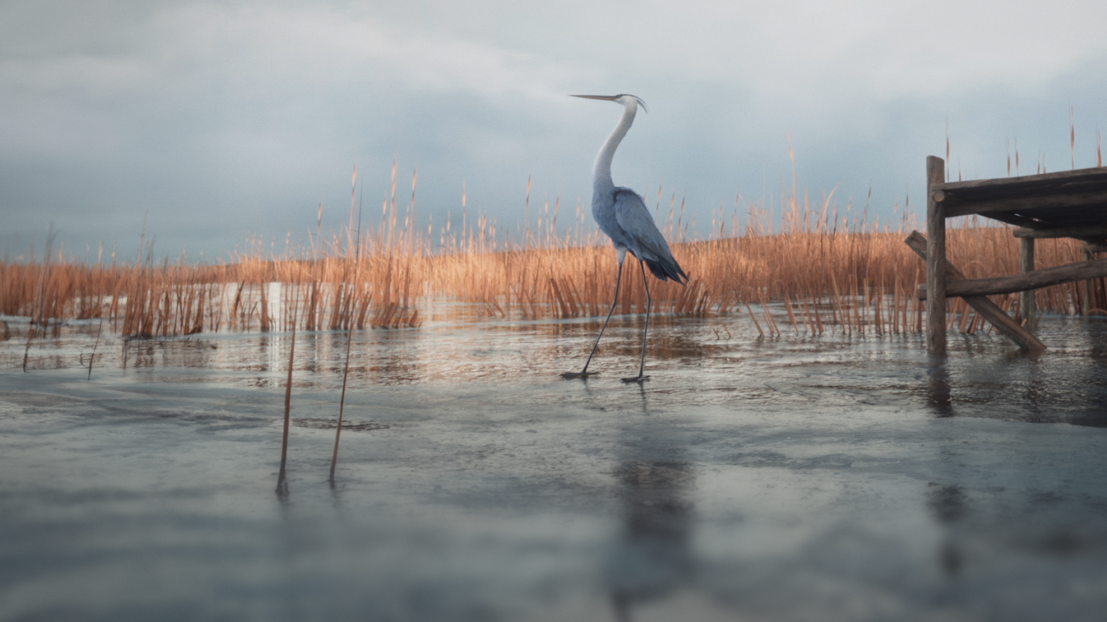 Under the Ice